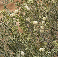 gall Asphondylia spec.